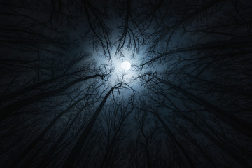 Wall Mural - beautiful night sky, the moon and the trees. elements of this image furnished by nasa.