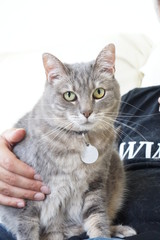  イタリア猫
