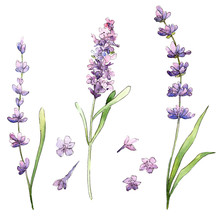 Wildflower Lavender Flower In A Watercolor Style Isolated. Full Name Of The Plant: Lavender. Aquarelle Wild Flower For Background, Texture, Wrapper Pattern, Frame Or Border.