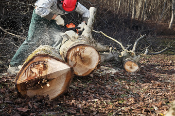 Canvas Print - Lumberjack using chainsaw cutting big tree during the autumn wearing hardhat and headphones