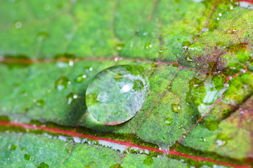 Wall Mural - Drop of water on leaf of Euphorbia pulcherrima, macro photo