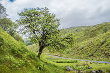 Amazing Scottish Landscape With Lone Tree