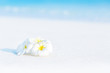 White plumeria flowers on tropical beach