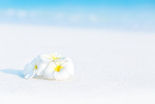 White Plumeria Flowers On Tropical Beach