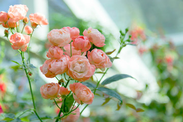 close up natural pink roses background. valentine day fall in love.