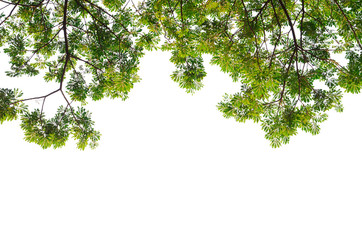 Tree on white background.