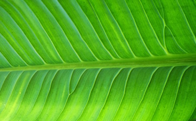 Green leaf background, Natural background