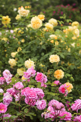 English rose garden