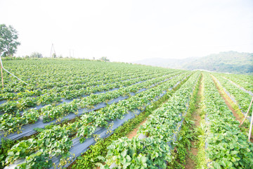 Poster - Green nature strawberry farm.