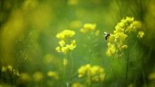 Bee Collects Nectar From Mustard Rapeseed Flower Slow Motion.