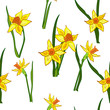Hand drawn vector seamless pattern with spring daffodils.