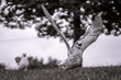 Seagull sequential takeoff in monochrome with tree bokeh
