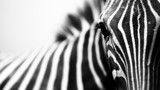 Close-up encounter with zebra on white background