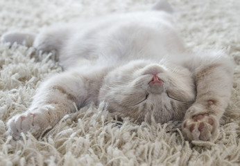 Cute cat lying on the back like on a carpet