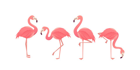 Flamingo bird illustration design on background