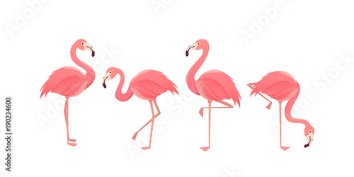 Flamingo bird illustration design on background Wallpaper Mural