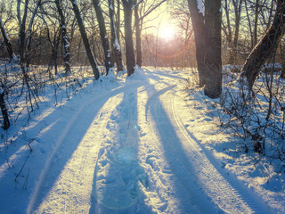 Wall Mural - Sunny snow trail in the evening forest