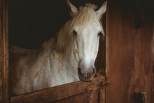 Horses In Stable Of Equestrian Centre 