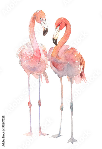 Fotomural Two flamingo isolated on white background