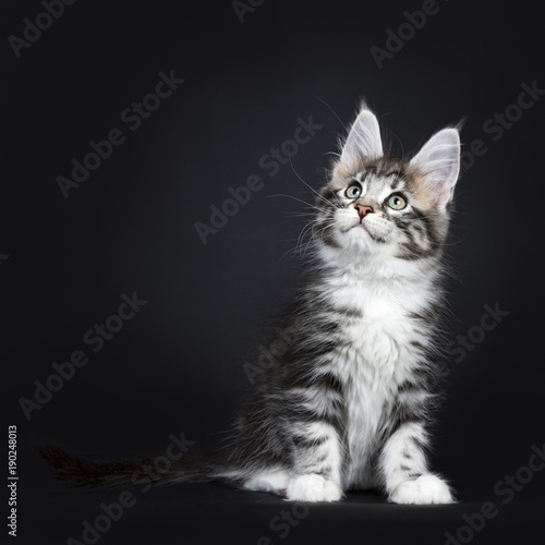 Female Black Silver Tabby Maine Coon Cat Kitten Sitting And Looking Up On Black Background Kaufen Sie Dieses Foto Und Finden Sie Ahnliche Bilder Auf Adobe Stock Adobe Stock