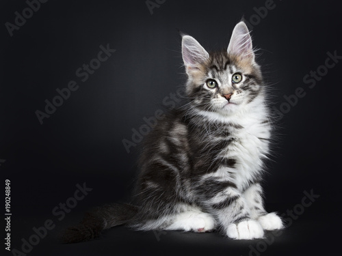 Female Black Silver Tabby Maine Coon Cat Kitten Sitting Side