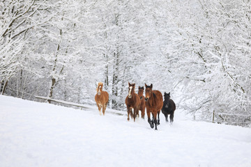 Herd of horses in a deep winter