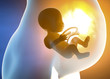 Donna incinta e bambino nell’utero. Sezione della pancia e crescita del feto