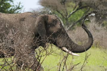 Wall Mural - african elephant, loxodonta africana, south africa