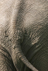 Wall Mural - african elephant, loxodonta africana, south africa