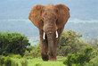 Leinwandbild Motiv African Elephant, Loxodonta africana, South Africa