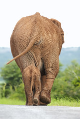 Wall Mural - african elephant, loxodonta africana, south africa