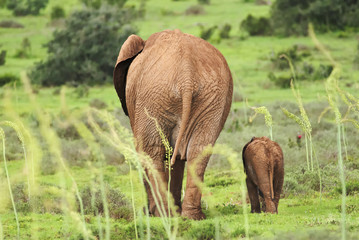 Wall Mural - african elephant, loxodonta africana, south africa