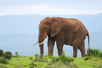 Wall Mural - african elephant, loxodonta africana, south africa