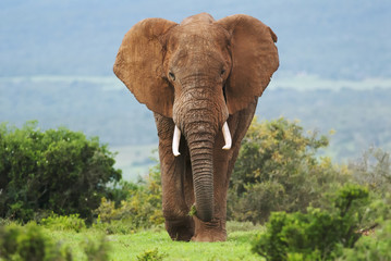 african elephant, loxodonta africana, south africa