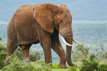 African Elephant, Loxodonta africana, South Africa