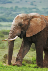 Wall Mural - african elephant, loxodonta africana, south africa