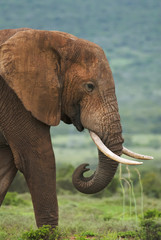 Wall Mural - african elephant, loxodonta africana, south africa