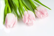 Różowe tulipany na białym tle