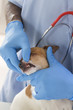 © JPC-PROD - Veterinarian checks teeth to a dog - animal and pet veterinary care concept