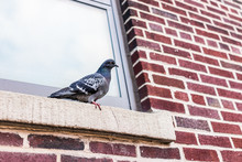 Closeup Of One Pigeon Sitting On Windowsill Of Brick Building Window In Brooklyn, NYC, New York City Urban, Funny Expression