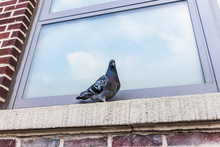 Closeup Of One Pigeon Sitting On Windowsill Of Brick Building Window In Brooklyn, NYC, New York City Urban, Funny Expression