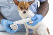 © JPC-PROD - Vet wrapping a bandage around a Chihuahua's paw in front of a white background
