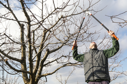 Photographie Tree pruning during sunny winter day