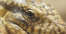 Collared Lizard Close Up