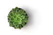 Leinwandbild Motiv top view cactus plant in pot isolate on white background