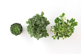 top view set green plant in pot isolate on white background