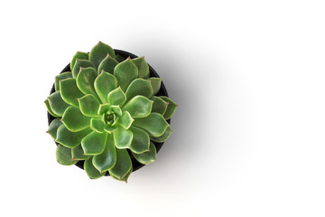 top view cactus plant in pot isolate on white background