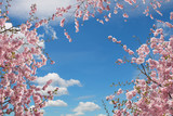 Fototapeta Na sufit - rosa blühende Kirschbäume, Blick von unten in den Himmel