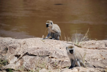 Vervet monkey Masai Mara national park Kenya