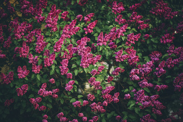 Wall Mural - Toned image of beautiful purple Lilac tree blossoms